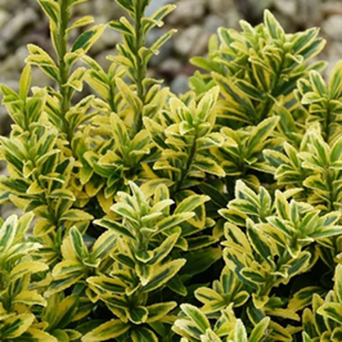 Kislevelű japán kecskerágó, tarka